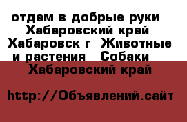 отдам в добрые руки - Хабаровский край, Хабаровск г. Животные и растения » Собаки   . Хабаровский край